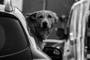 Dog looking out of a car window